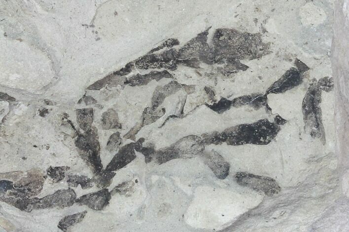 Plate Of Silurian Fossil Algae (Leveillites) - Estonia #102626